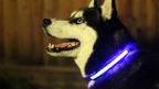 Coleira de Cachorro com Luz LED